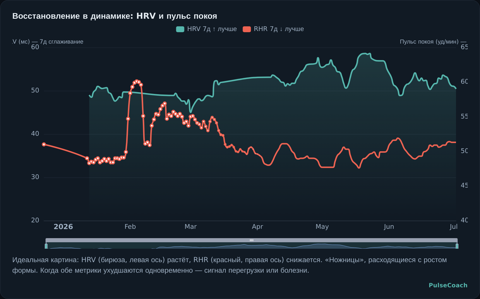 Восстановление в динамике: HRV и пульс покоя